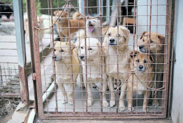 Im ausländischen Tierheim herrschen andere Verhältnisse – hier wie anderswo wünscht sich jedes Tier langfristig einen Platz zum Leben.